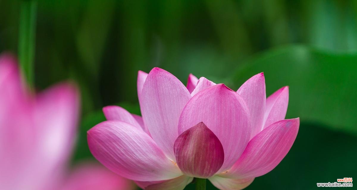 探寻荷花之美与意义 荷花的精神世界