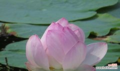 揭示人性中的坚韧、纯洁和执着 荷花的品质与人性美