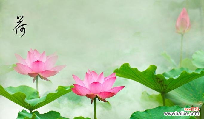 荷花的美丽与寓意 荷花
