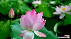 荷花的美丽与寓意 荷花
