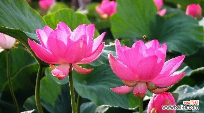 荷花的八种象征意义与各地美丽传说 荷花的象征意义与美丽传说