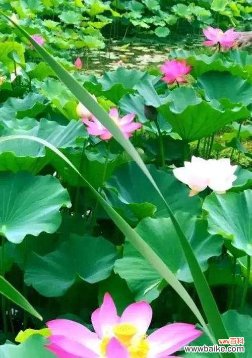 荷花——纯洁、坚韧与自由的化身 荷花的象征意义与启示