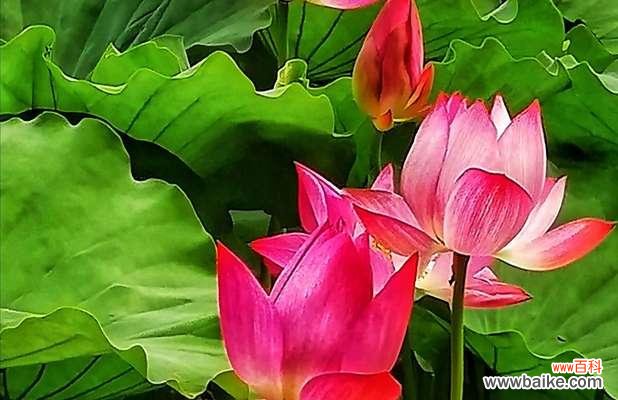 荷花——纯洁、坚韧与自由的化身 荷花的象征意义与启示