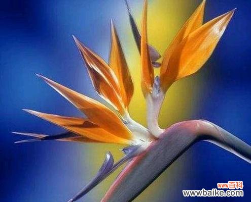 探寻鹤望兰的花语之美 鹤望兰，诗意之花