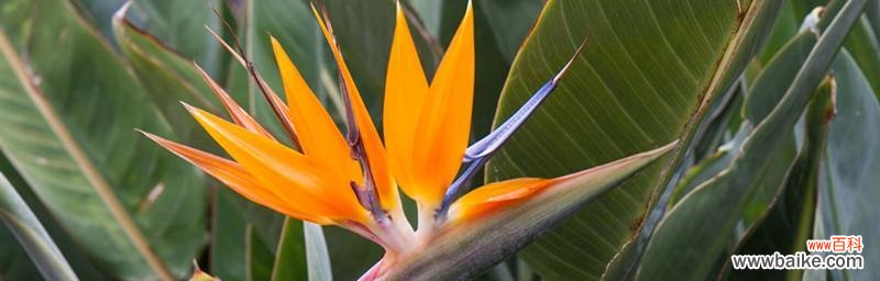 探寻鹤望兰的花语之美 鹤望兰，诗意之花