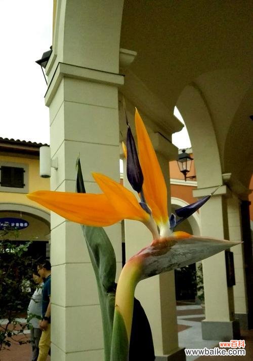 宁静、悠然、高洁的鹤望兰，解读这朵花的花语 鹤望兰——守望之花