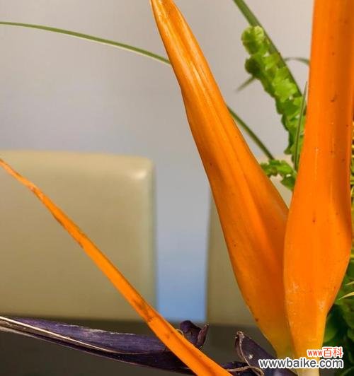 宁静、悠然、高洁的鹤望兰，解读这朵花的花语 鹤望兰——守望之花