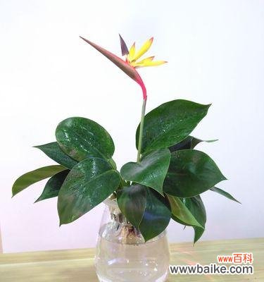 宁静、悠然、高洁的鹤望兰，解读这朵花的花语 鹤望兰——守望之花