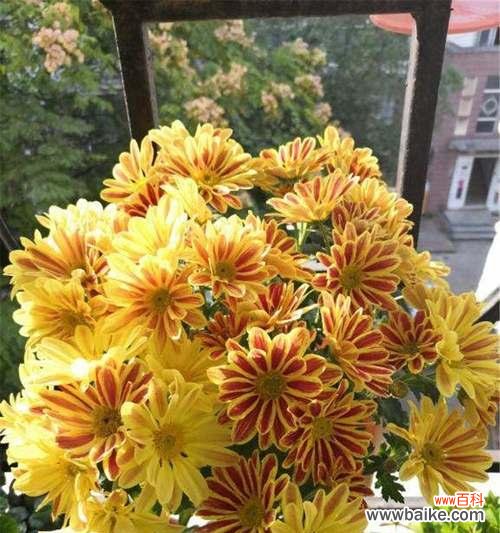 花海中的秘语，用菊花传达你的心意 荷兰菊花语