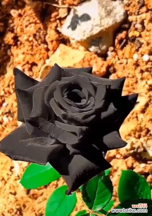 一朵黑玫瑰的独特之美与隐含的情感 黑玫瑰花语与寓意解读