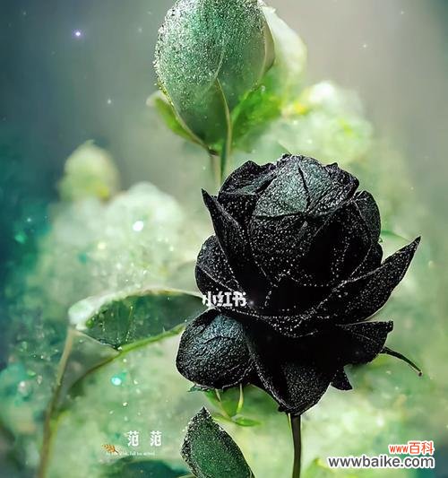 一朵黑玫瑰的独特之美与隐含的情感 黑玫瑰花语与寓意解读