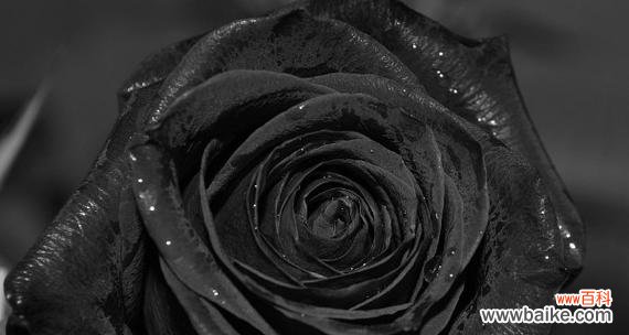 一朵黑玫瑰的独特之美与隐含的情感 黑玫瑰花语与寓意解读