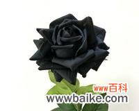 探寻黑玫瑰背后的十五种含义 黑玫瑰的花语与寓意