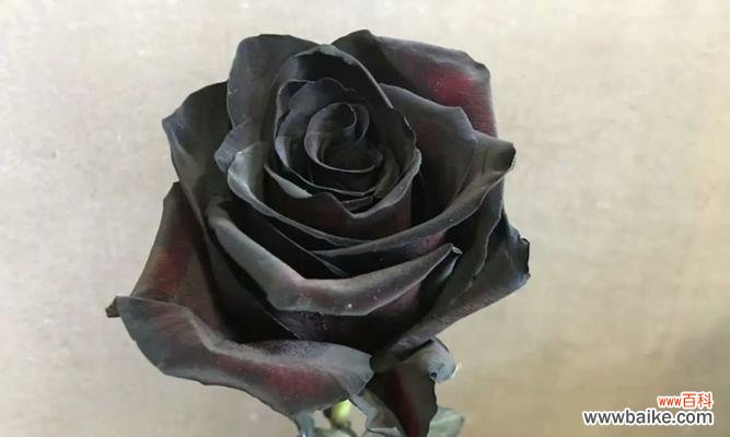 探寻黑玫瑰背后的十五种含义 黑玫瑰的花语与寓意