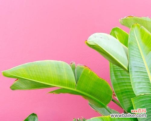 芭蕉的寓意与摆放位置的重要性 芭蕉的风水寓意与摆放位置