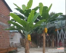 探究芭蕉树在风水中的重要作用与象征意义 芭蕉树风水的秘密与寓意