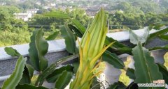 探寻霸王花开放时间及其寓意 霸王花盛放的时刻