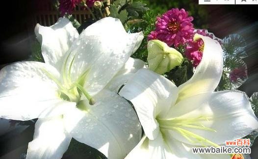 白百合花语传达的真挚纯洁和敬畏生命的 白百合花语的深刻含义