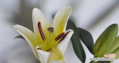 用花语传达的纯洁 白百合花的象征意义及寓意解析