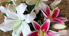 从白百何花的历史渊源到代表的意义解析 白百何花