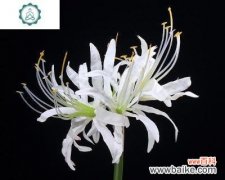 探寻白彼岸花的内涵及文化价值 白彼岸花的意义与象征