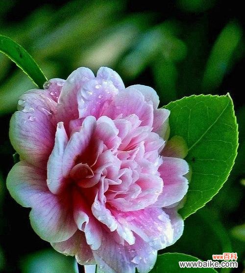 探索白茶花的含义和象征 白茶花的花语和寓意