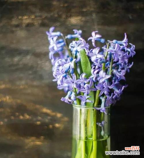 白风信子 白风信子的花语与代表意义