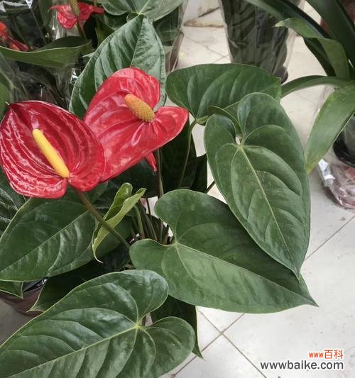 掌握白红掌花的五种象征意义 白红掌花的象征意义与美丽之旅