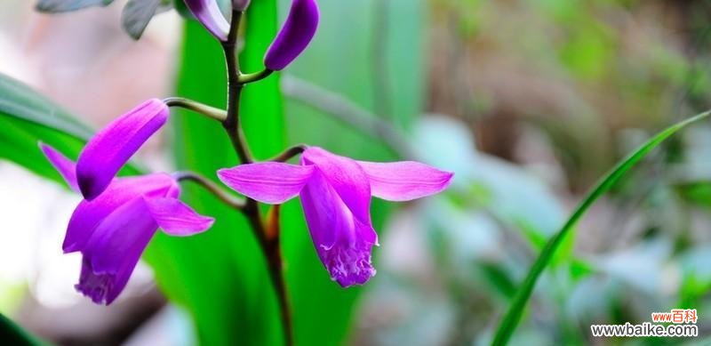 揭示白芨开花的美丽寓意 白芨开花的花语与寓意