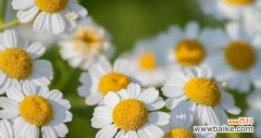探寻白晶菊的开花意味 白晶菊的花语和寓意