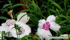 祝福之花语 白康乃馨花语及其祝福之意