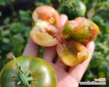 草莓柿子的花语代表了什么？