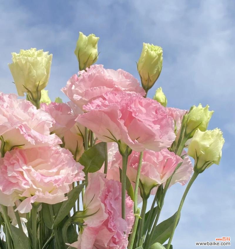 洋桔梗作为礼物的花语是什么？它传递了什么信息？