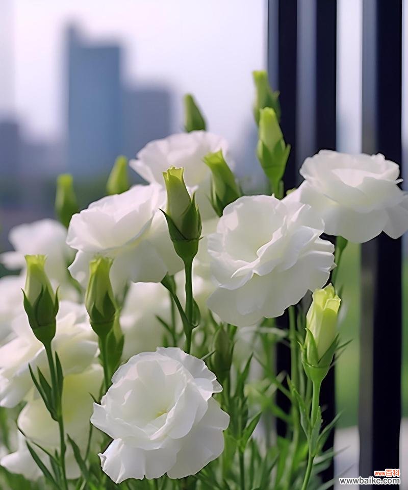 洋桔梗作为礼物的花语是什么？它传递了什么信息？