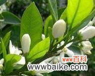 橙橘花的花语与寓意是什么？它象征着什么？