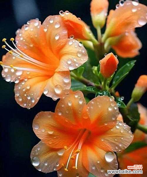 橙橘花的花语与寓意是什么？它象征着什么？