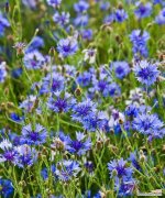 矢车菊的花语代表什么？它在花卉语言中传递了哪些情感？