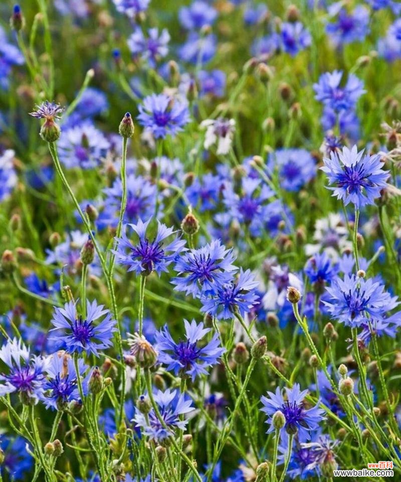 矢车菊的花语代表什么？它在花卉语言中传递了哪些情感？