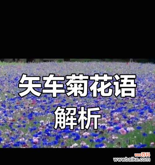 矢车菊的花语代表什么？它在花卉语言中传递了哪些情感？