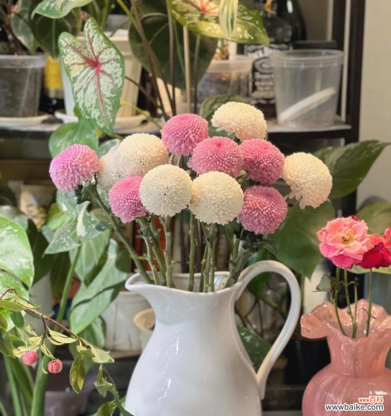 乒乓菊花语含义和象征是什么?乒乓菊在花语中代表什么?