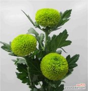 乒乓菊花语含义和象征是什么？乒乓菊在花语中代表什么？