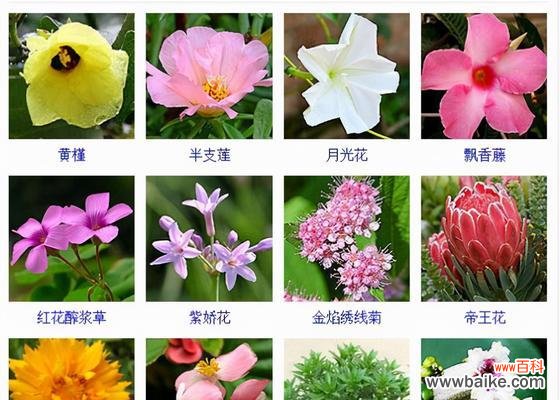 哪些花的名字带有励志的花语？