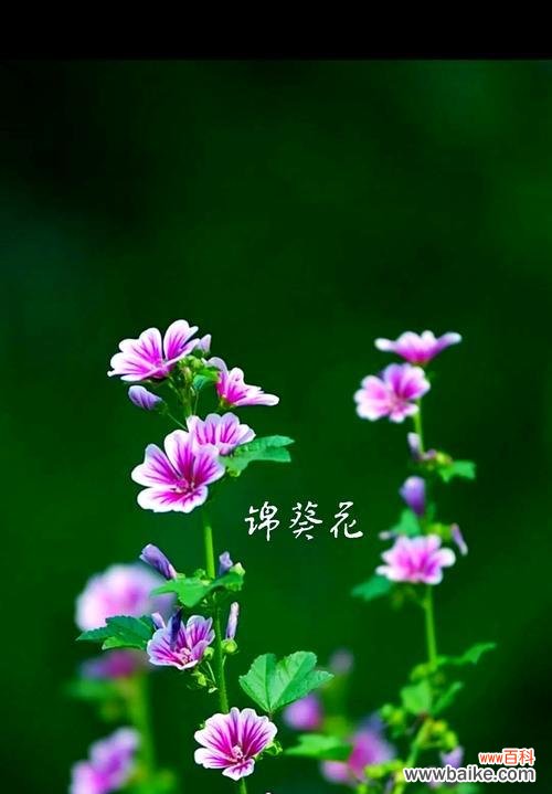 哪些花的名字带有励志的花语？