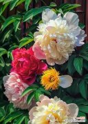 热情华贵是什么花语啊？哪种花代表热情与华贵？