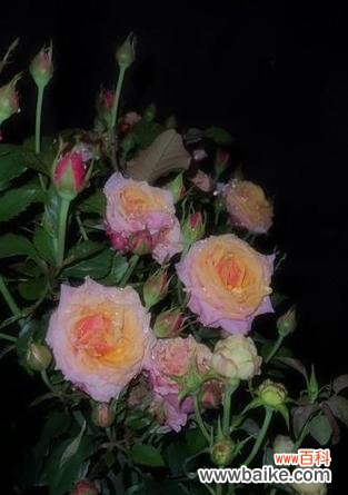 哪种花代表“我永远喜欢你”？