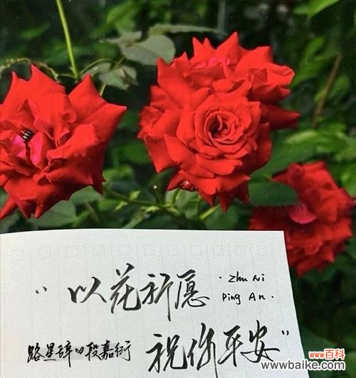 哪种花代表“我永远喜欢你”？