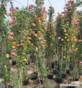 月季花语代表了哪些寓意？