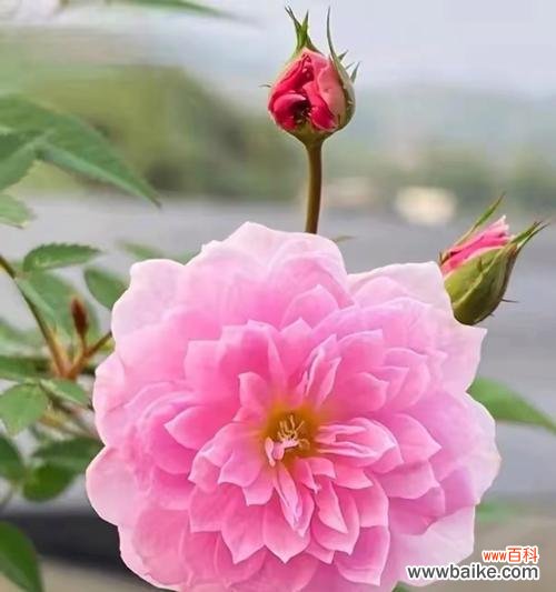 月季花语代表了哪些寓意？