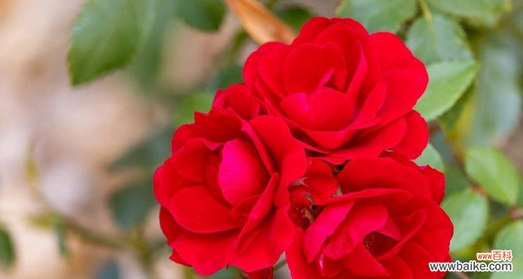 月季花语代表了哪些寓意？