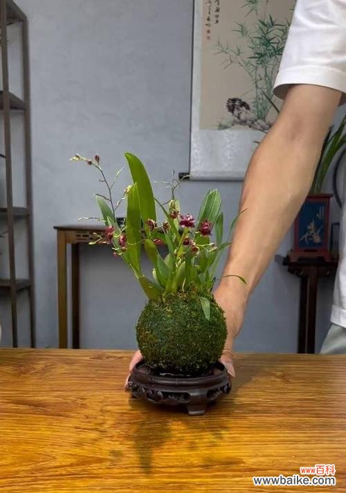 仿真跳舞兰能传达怎样的情感?